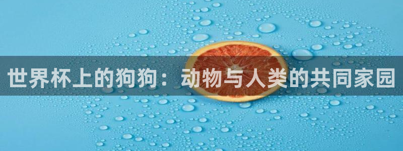 中国 世界杯：世界杯上的狗狗：动物与人类的共同家园